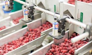 Frozen berries ready for packing