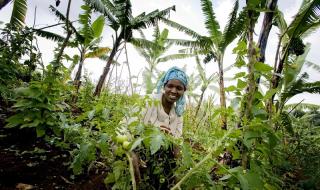 Tomato farmer Uganda