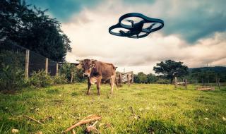 Drone with cow