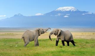 Elephant With Mount Kilimanjaro