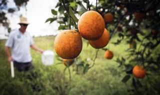 Orange farm pest control acoustic