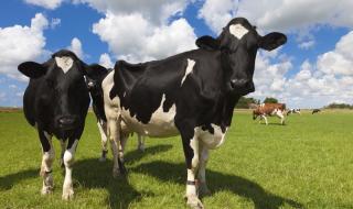 Cows wearable technology NZ