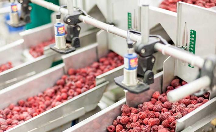Frozen berries ready for packing