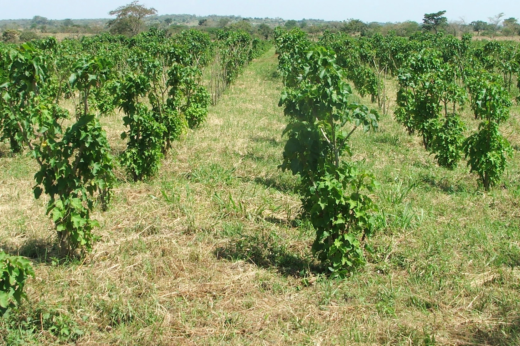 Jatropha plantation in Uganda: The plant is to be used in production of biofuels in the country